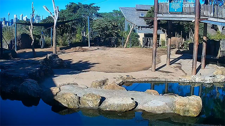 en/australia/new-south-wales/elephant-cam-taronga-zoo-sydney