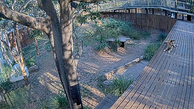 en/australia/queensland/dingo-habitat-lone-pine-koala-sanctuary