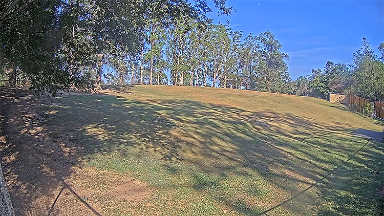 en/australia/queensland/kangaroos-habitat-lone-pine-koala-sanctuary