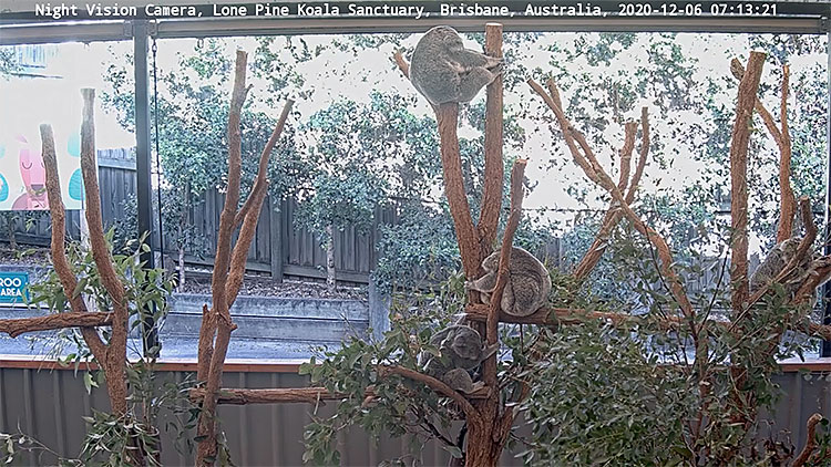 en/australia/queensland/koala-forest-lone-pine-koala-sanctuary