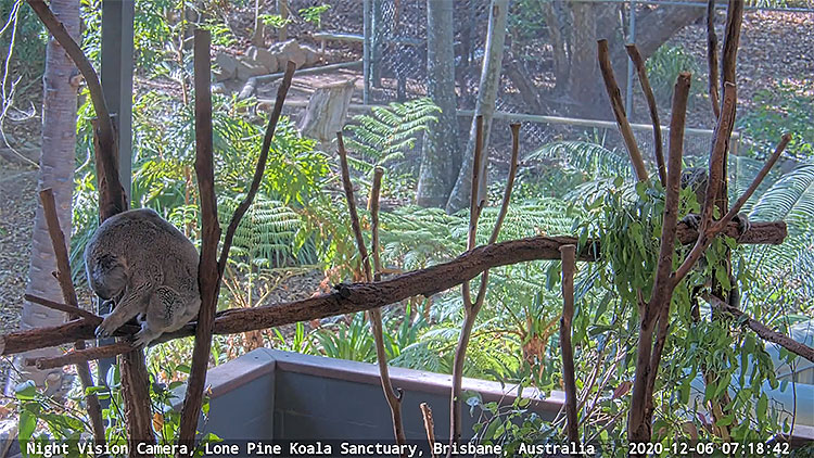 en/australia/queensland/koala-train-lone-pine-koala-sanctuary