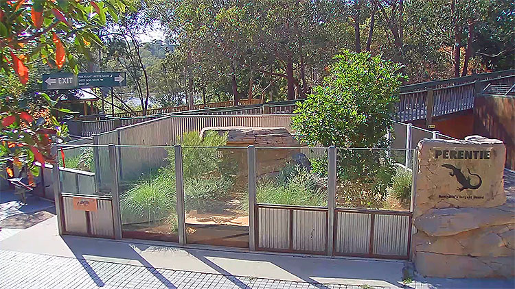 en/australia/queensland/perentie-lone-pine-koala-sanctuary