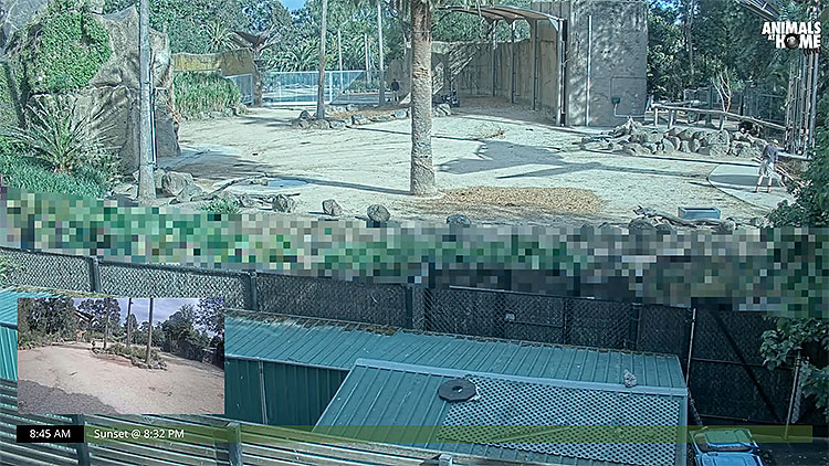 en/australia/victoria/giraffe-cam-melbourne-zoo