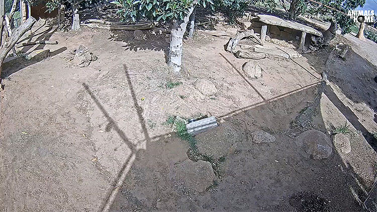 en/australia/victoria/lion-cam-werribee-open-range-zoo