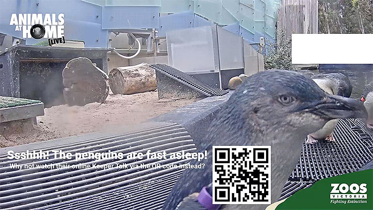 en/australia/victoria/penguin-cam-melbourne-zoo