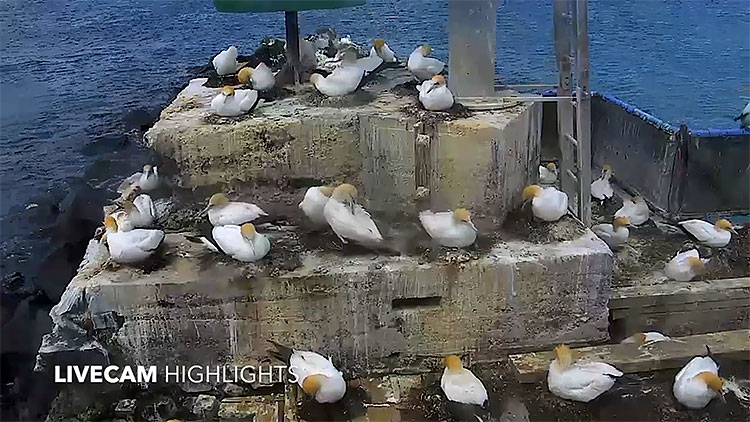 en/australia/victoria/pope-eye-bank-reef-cam