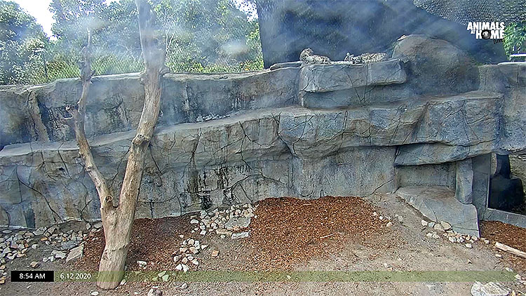 en/australia/victoria/snow-leopards-melbourne-zoo