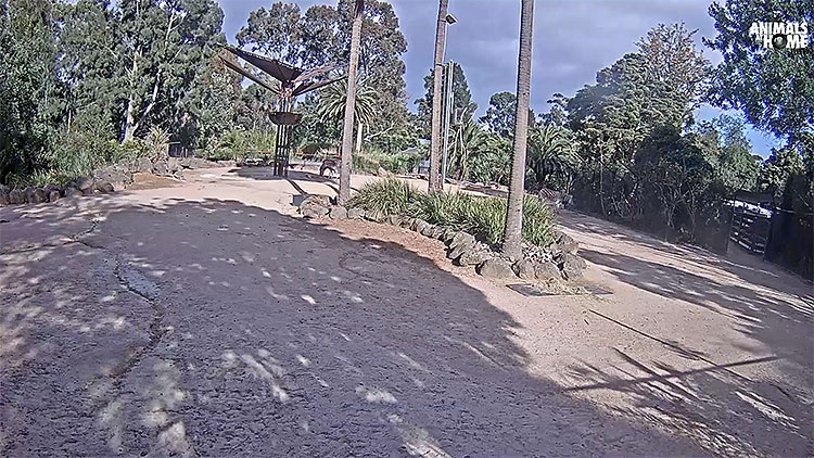 en/australia/victoria/zebra-cam-melbourne-zoo