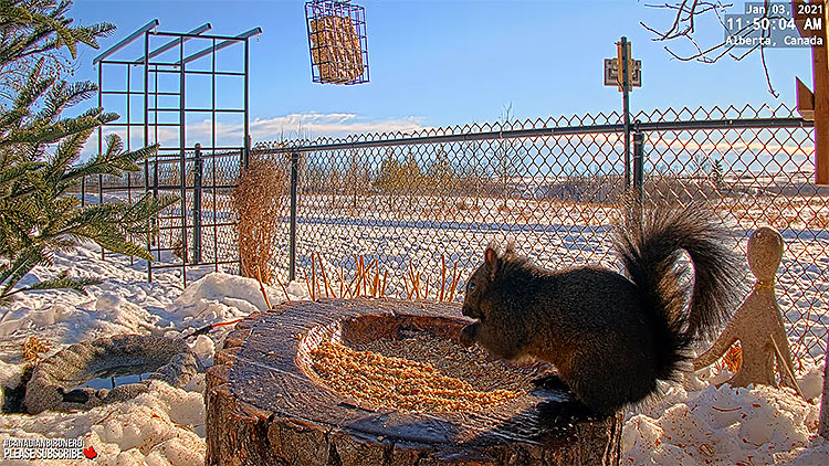 en/canada/alberta/garden-feeder-in-the-rockies