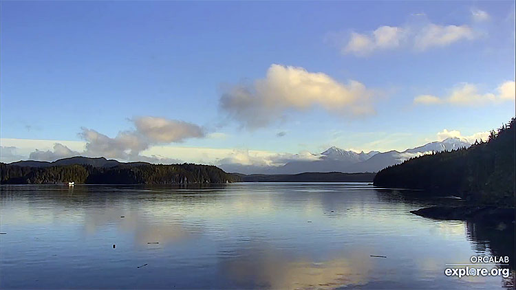 en/canada/british-columbia/orcas-and-humpbacks-orcalab