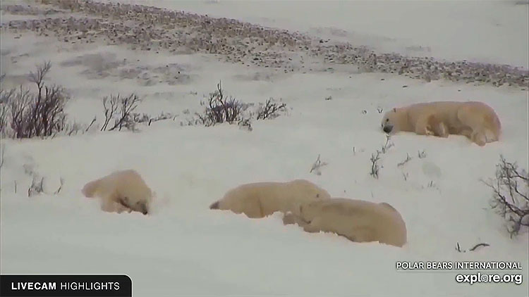 en/canada/manitoba/polar-bears-in-wapusk-national-park
