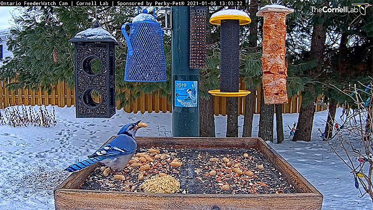 en/canada/ontario/bird-feeding-in-manitouwadge