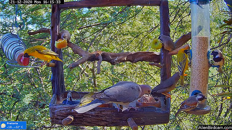 en/south-africa/gauteng/allen-birdcam-in-pretoria