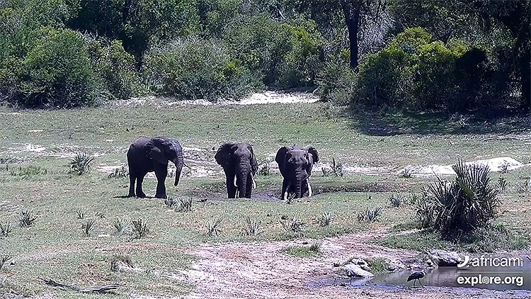 en/south-africa/kwazulu-natal/tembe-elephant-park