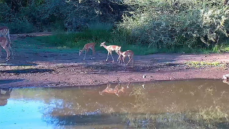en/south-africa/north-west/kwa-maritane-pilanesberg-national-park