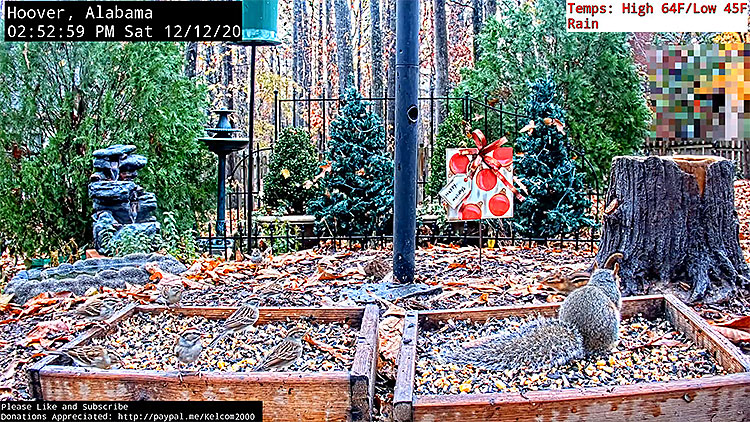 en/usa/alabama/bird-feeding-station-1