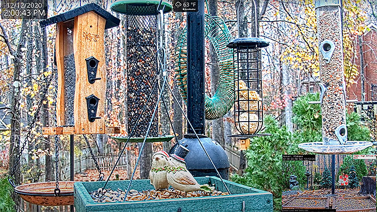 en/usa/alabama/bird-feeding-station-2