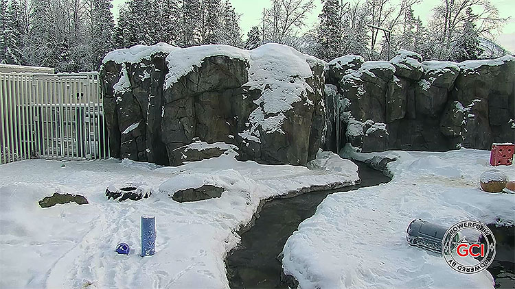 en/usa/alaska/alaska-zoo-polar-bear-habitat