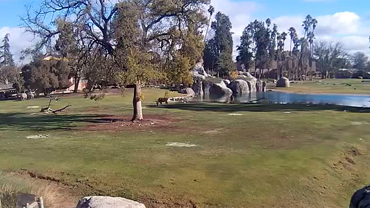 en/usa/california/fresno-chaffee-zoo-african-adventure