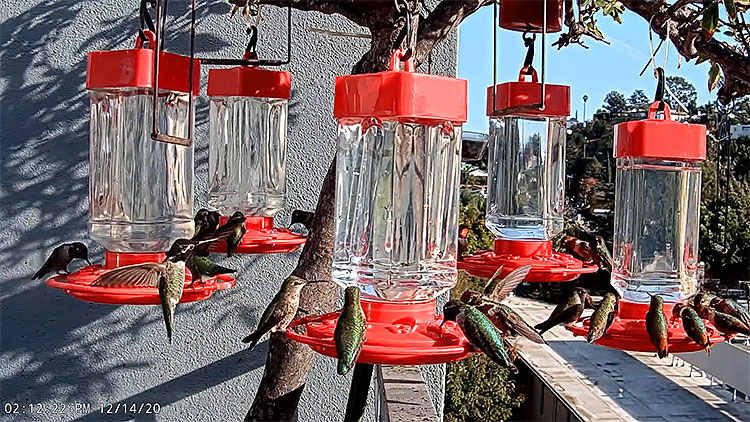 en/usa/california/hummingbird-feeder-from-studio-city