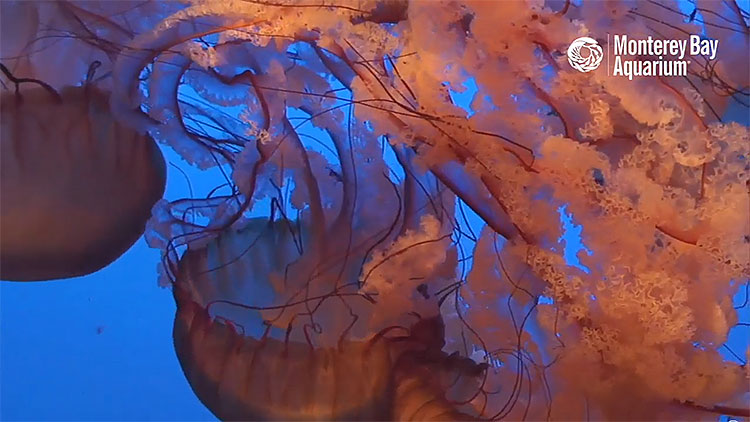 en/usa/california/jelly-cam-monterey-bay-aquarium