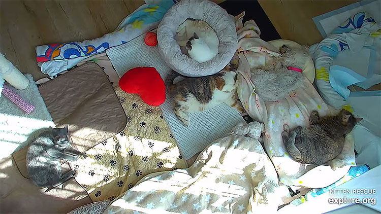 en/usa/california/kitten-rescue-baby-kittens