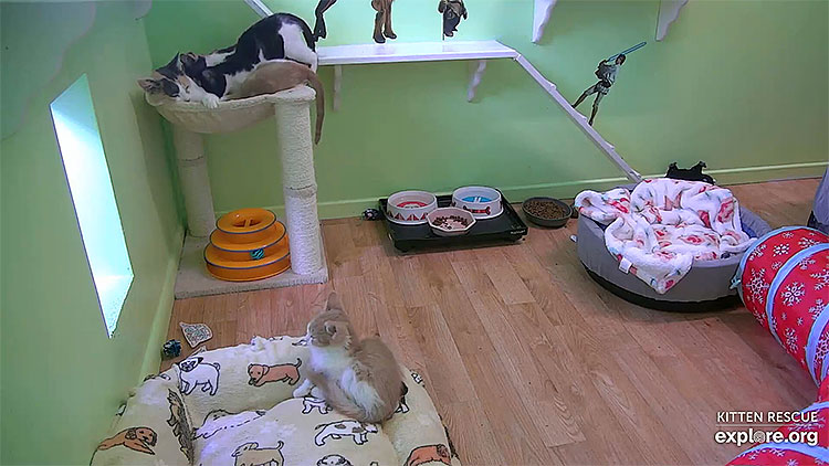 en/usa/california/kitten-rescue-cat