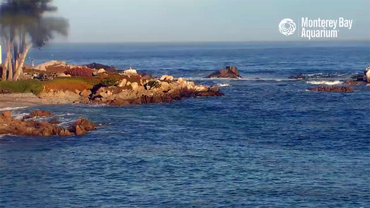 en/usa/california/monterey-bay-aquarium