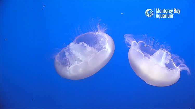 en/usa/california/moon-jelly-monterey-bay-aquarium