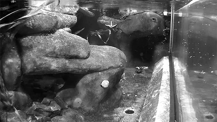 en/usa/california/penguin-underwater-view-california-academy-of-sciences