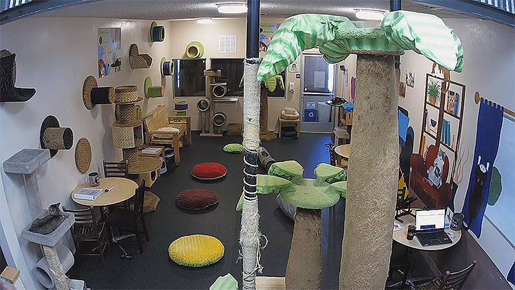 en/usa/california/the-cat-cafe-san-diego