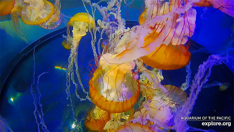 en/usa/california/west-coast-sea-nettles-aquarium-of-the-pacific