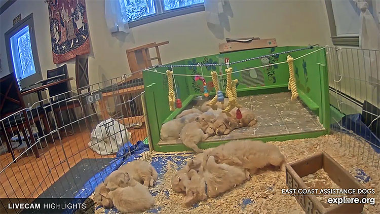 en/usa/connecticut/ecad-whelping