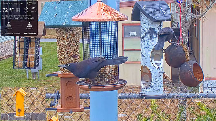 en/usa/florida/bird-cam-in-orlando