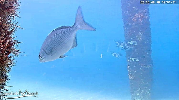 en/usa/florida/deerfield-beach-underwater