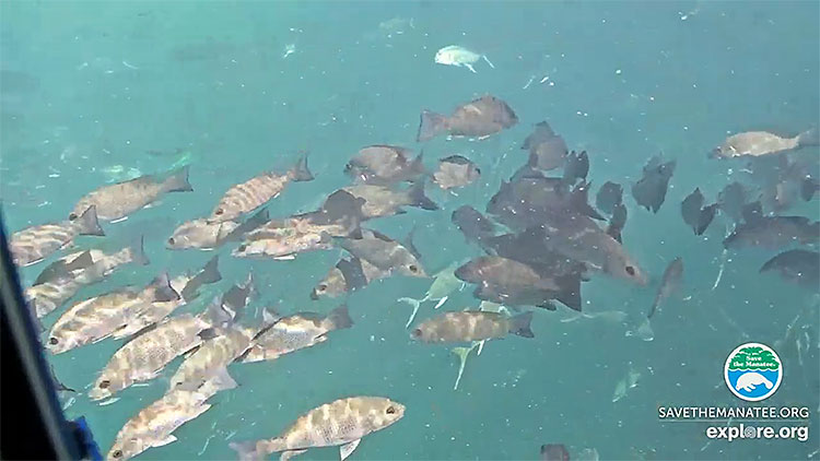 en/usa/florida/homosassa-springs-underwater-manatees