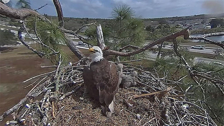 en/usa/florida/southwest-florida-eagle-cam-360