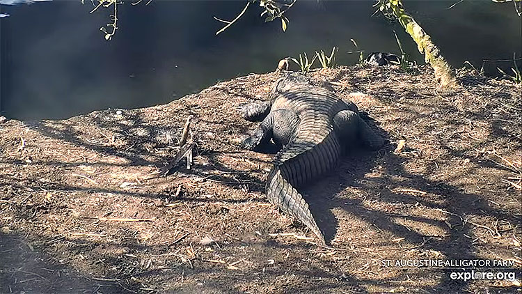 en/usa/florida/st-augustine-alligator-farm