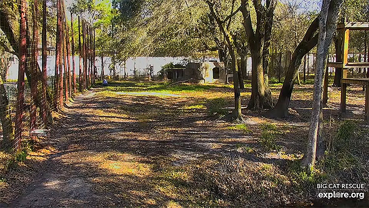en/usa/florida/tiger-lake-big-cat-rescue