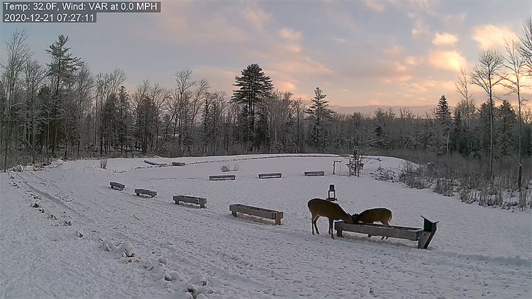 en/usa/maine/deer-pantry-close-view