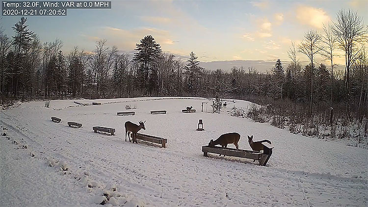 en/usa/maine/deer-pantry-night-view