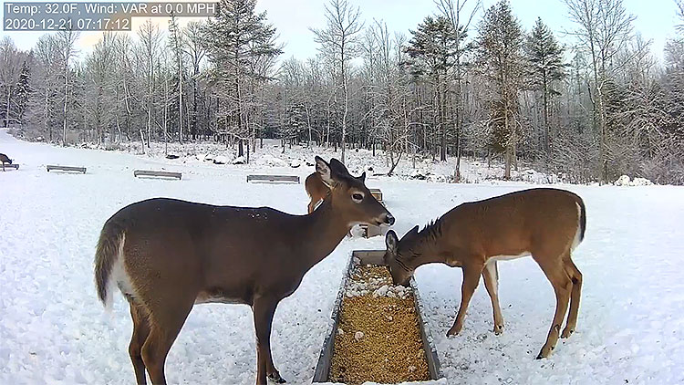 en/usa/maine/deer-pantry-road-view