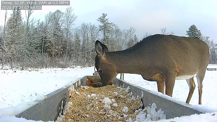 en/usa/maine/deer-pantry-trough-view