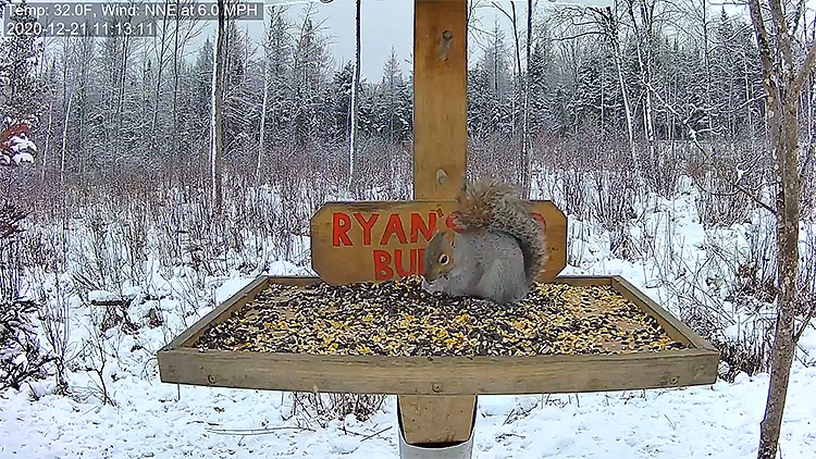en/usa/maine/deer-pantry-woods-and-bird-view