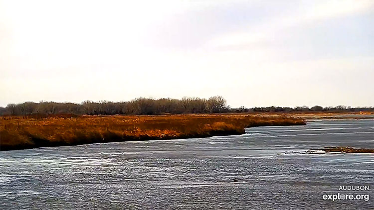 en/usa/nebraska/audubon-s-rowe-sanctuary-s-crane