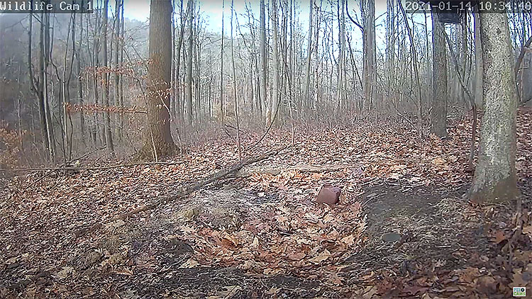 en/usa/pennsylvania/wildlife-cam-1