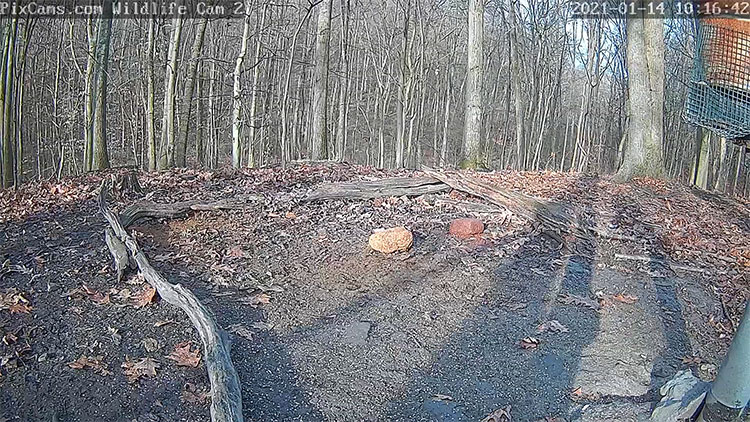 en/usa/pennsylvania/wildlife-cam-2