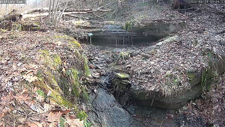 en/usa/pennsylvania/wildlife-cam-3